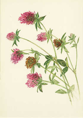 Шипиленко Александр Кузьмич. Лот из шести листов с рисунками цветов: ирис болотный; сивец луговой; клевер ползучий; цикорий; горечавка легочная; колокольчик